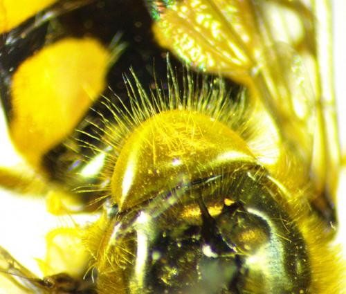 Réf. 237 333 : Eupeodes latifasciatus